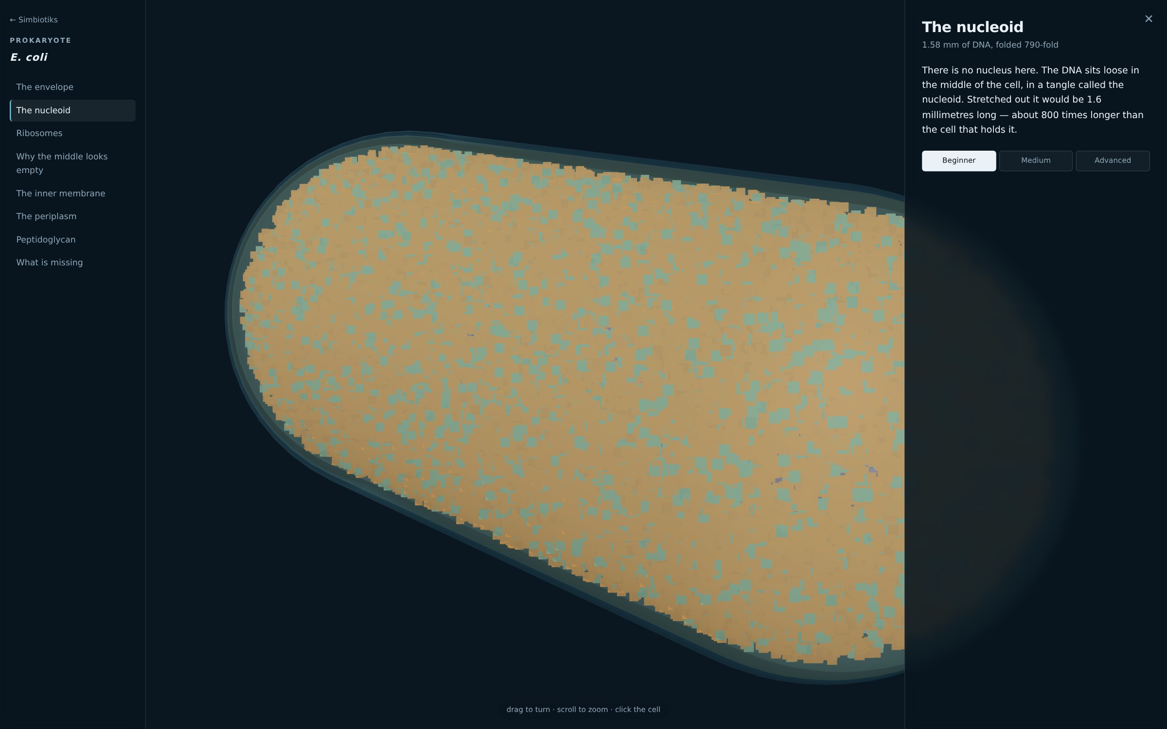 Escherichia coli rendered at true scale, its four envelope layers cut away to show the nucleoid